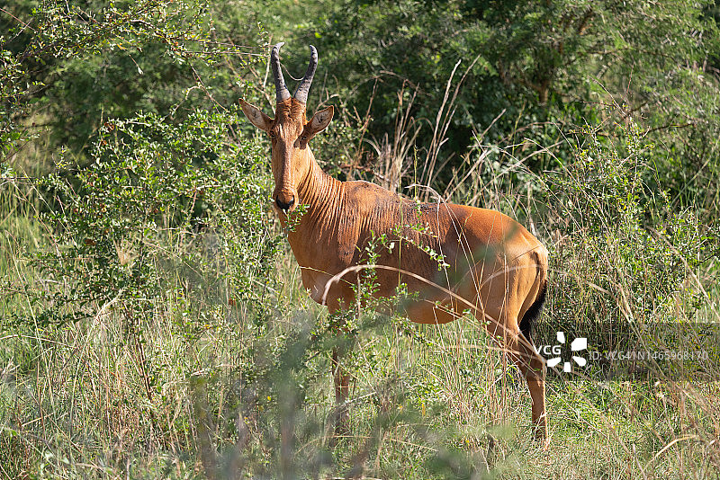 站在乌干达田野上的鹿的侧视图图片素材
