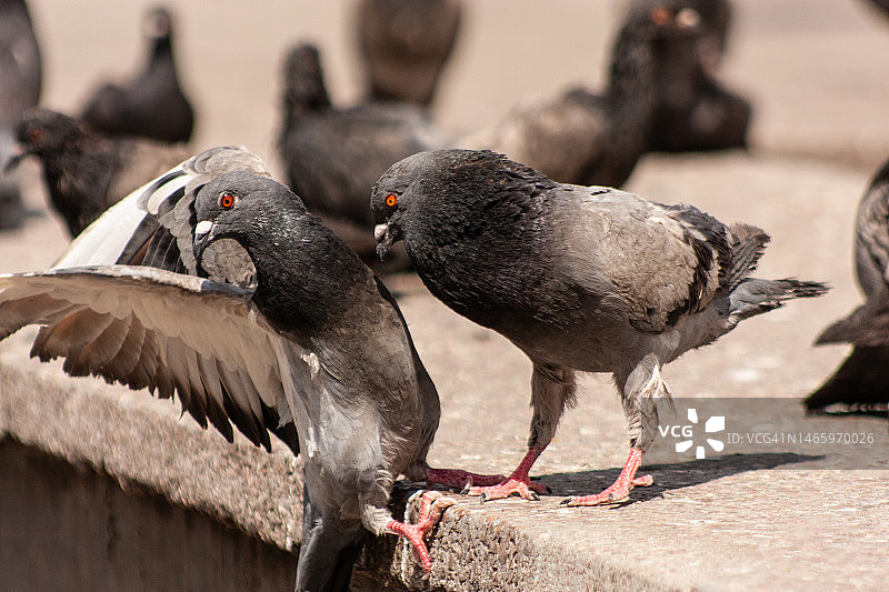 在乌克兰城市环境中玩耍的街头鸽子图片素材