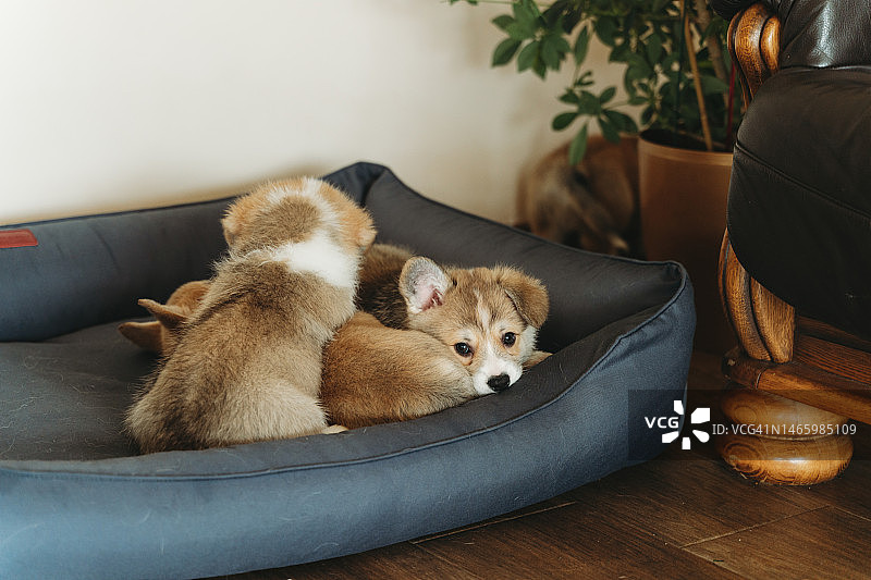 彭布罗克威尔士柯基犬幼犬图片素材