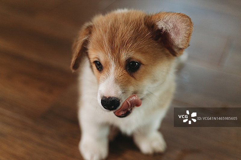 居家柯基犬幼犬图片素材