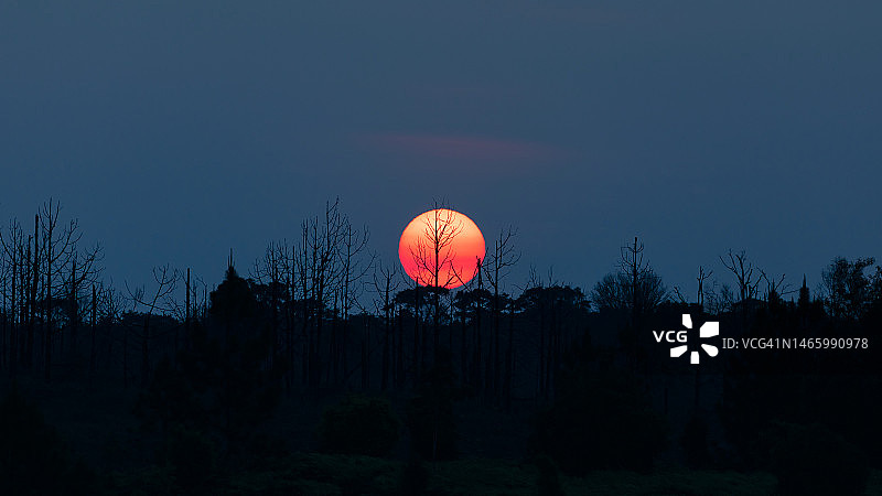 泰国：清晨剪影树木与日出图片素材