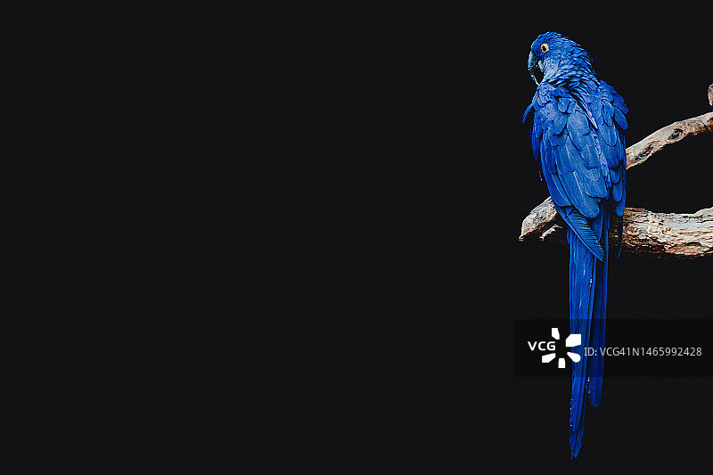 蓝色小鸟栖息在黑色背景树枝上的特写，印度尼西亚图片素材