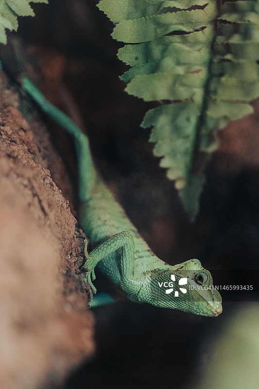 印度尼西亚罗勒蜥蜴在树上的特写图片素材