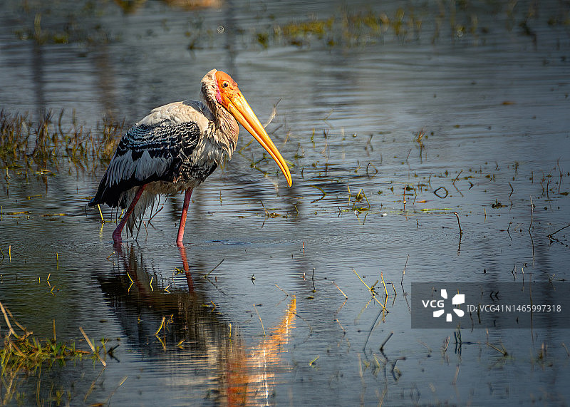 印度巴拉特普尔鸟类保护区鹳鸟栖息特写图片素材