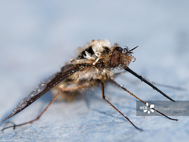 大理石上昆虫的特写，捷克共和国图片素材