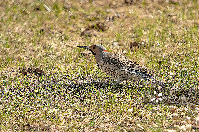 北美扑翅鴷鸟栖息在田野上的特写图片素材