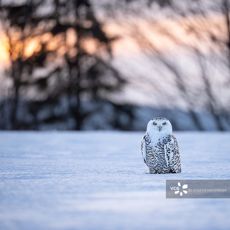 雪地里的雪鸮图片素材