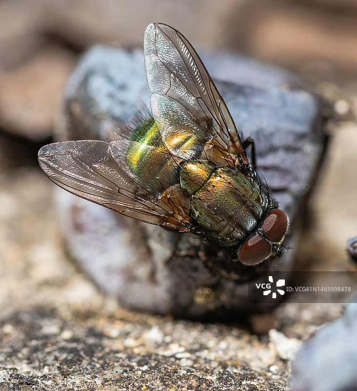 蜻蜓在岩石上的特写，保加利亚图片素材