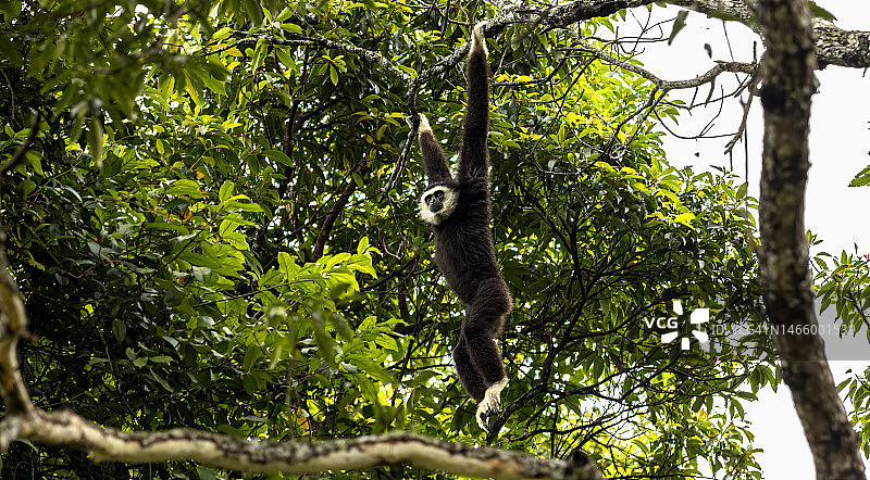 热带雨林中的白掌长臂猿图片素材