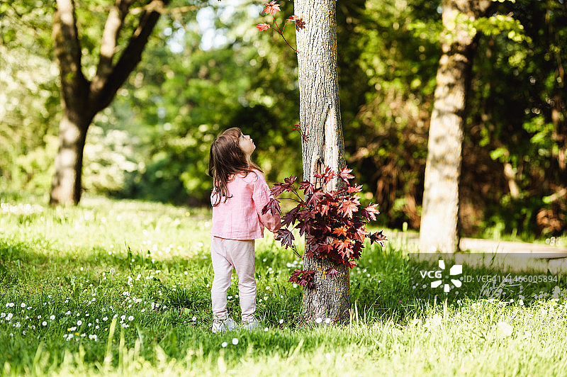 在自然公园的枫树旁站立的小女孩图片素材