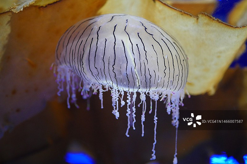 冰冻植物特写图片素材