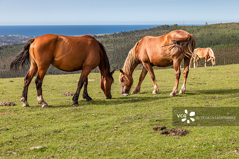 西班牙坎塔布里亚圣维森特德尔蒙特，天空下的两匹马图片素材