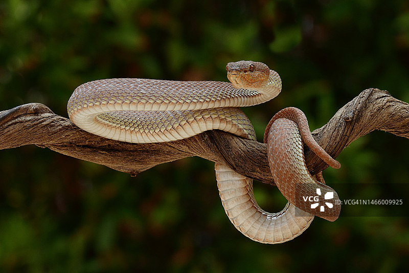 蝰蛇在树上，雅加达，印度尼西亚图片素材