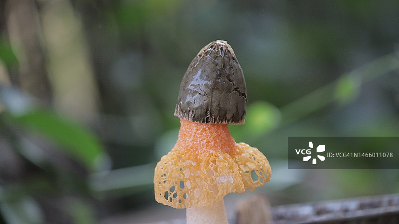 户外蘑菇特写，印度尼西亚图片素材