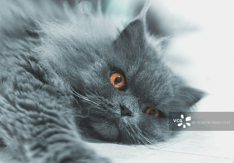 哥伦比亚的猫的特写图片素材