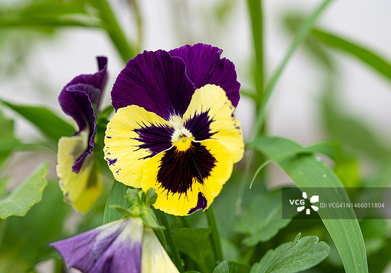 阿拉伯联合酋长国的黄色花卉植物特写图片素材