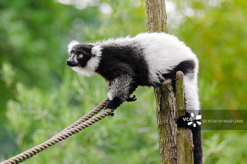 印度尼西亚树干上的褶皱狐猴特写图片素材