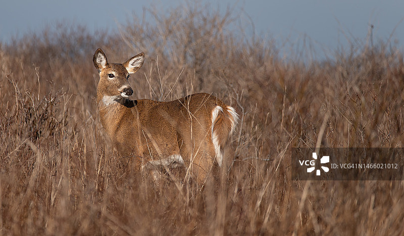 沐浴在光芒中的白尾鹿图片素材