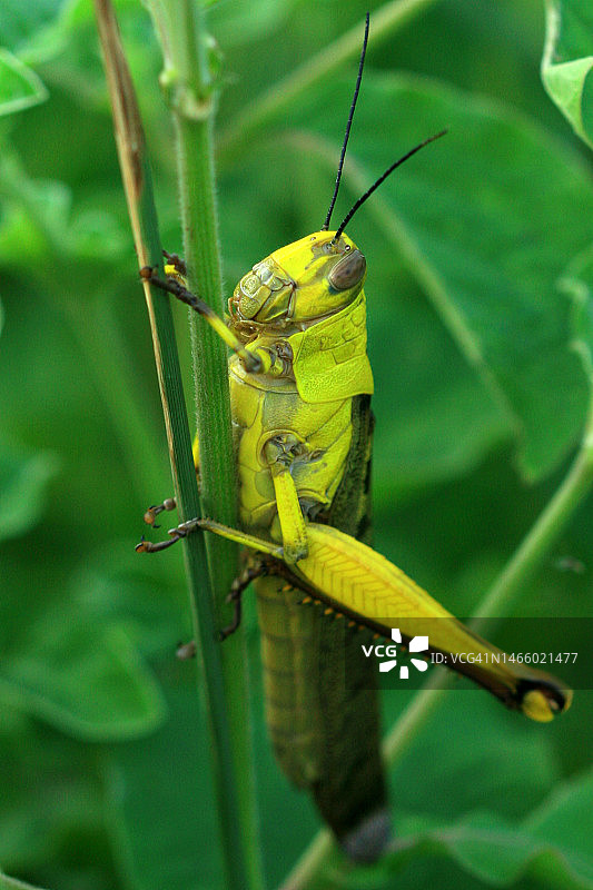 印度尼西亚巴厘巴板树叶上昆虫的特写镜头图片素材