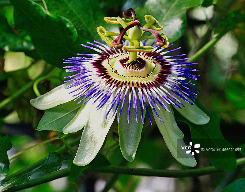 美国紫色花朵特写图片素材
