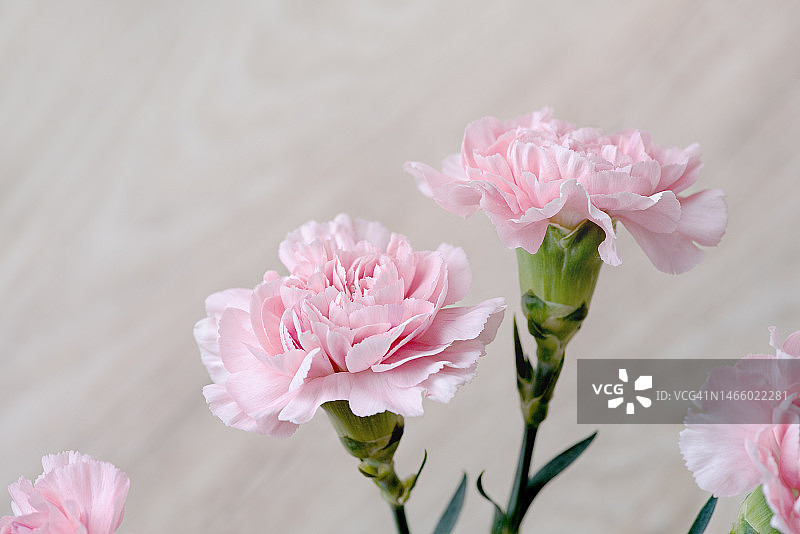 粉色玫瑰花特写，印度尼西亚图片素材