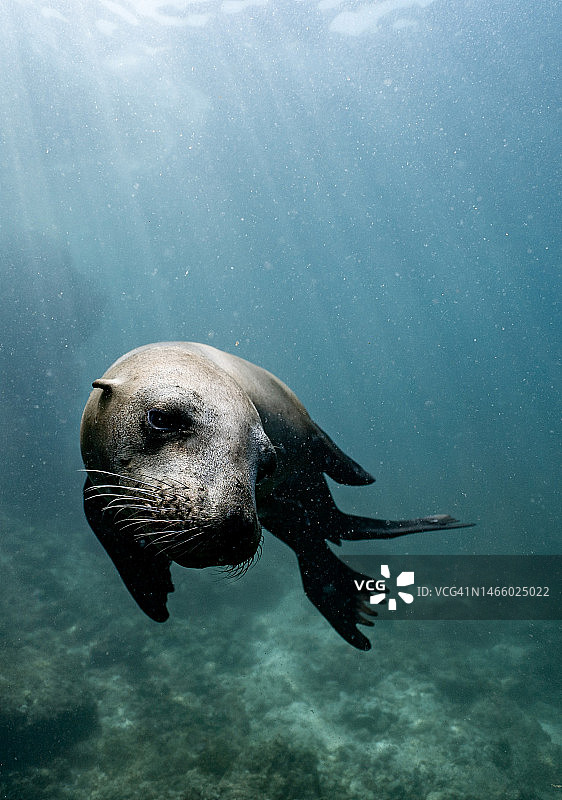 印度尼西亚海中游泳的海豹特写图片素材