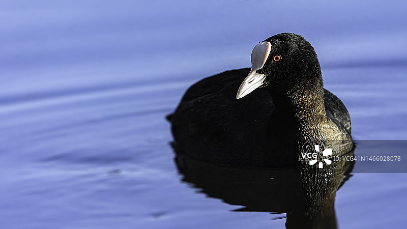 在湖中游泳的鸭子特写图片素材
