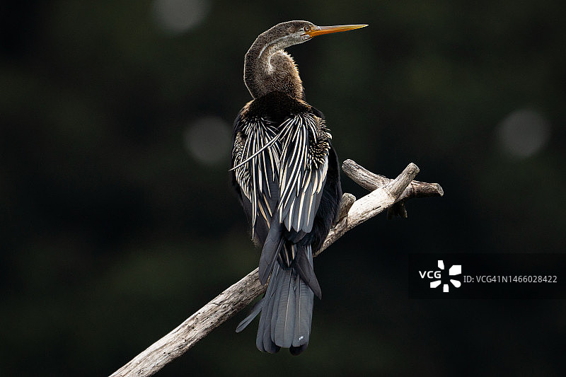 东方蛇鸟，沐浴在阳光下，印度中央邦图片素材