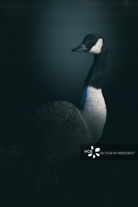 法国黑天鹅特写图片素材