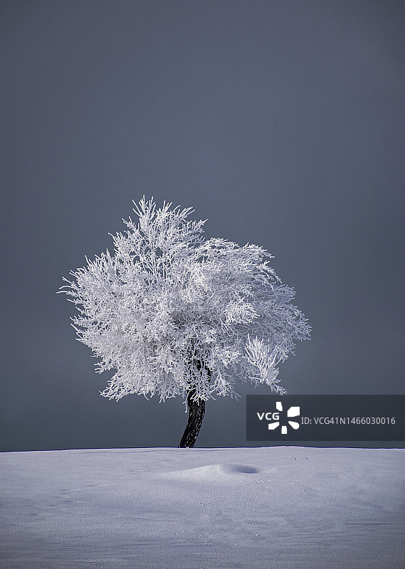 冬季树木与天空的特写图片素材