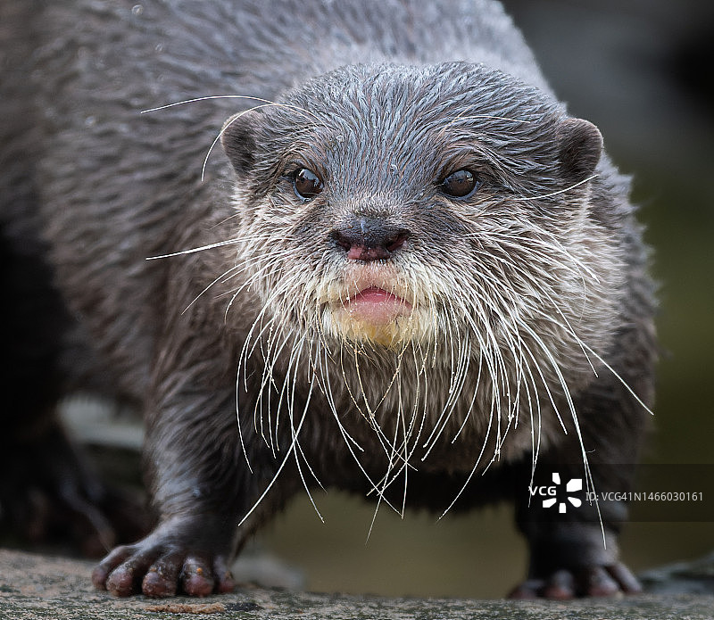 英国WWT马丁梅尔岩石上啮齿动物的特写图片素材