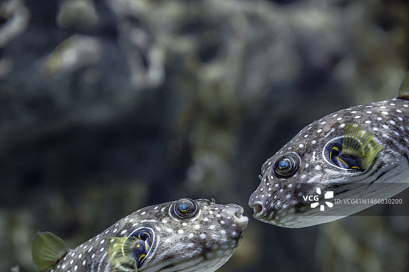 河豚热带咸水气球鱼在水族馆中游泳的特写，沙特阿拉伯图片素材