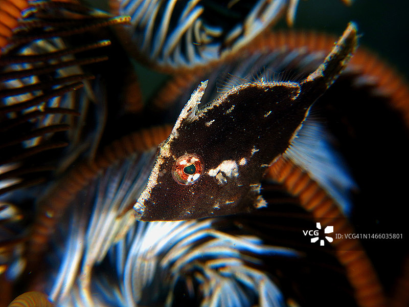 布纳肯岛北苏拉威西岛热带海水鱼特写，印度尼西亚图片素材