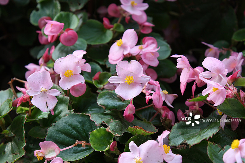 中国台湾粉色植物特写图片素材
