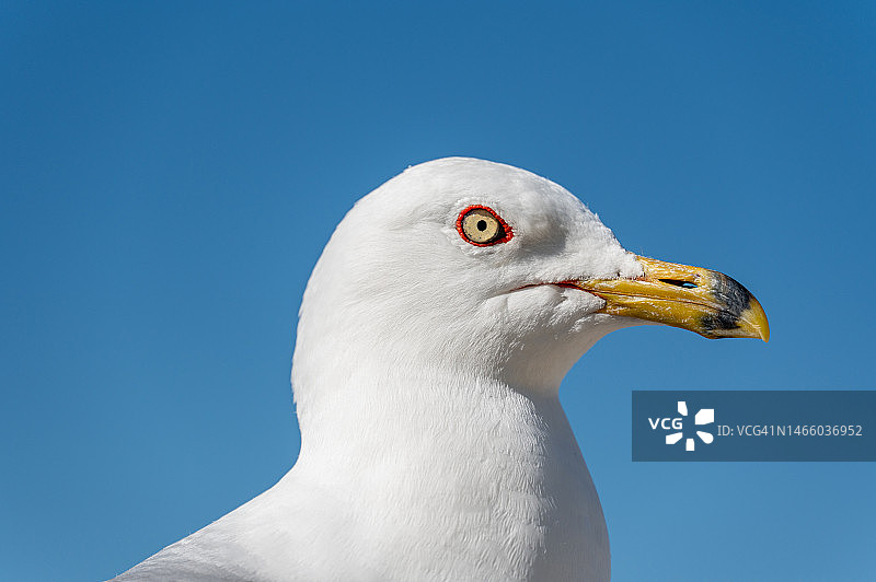 加拿大安大略省托伯莫里晴空下的海鸥特写图片素材