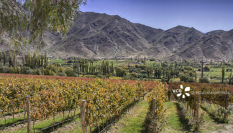 葡萄园图片素材