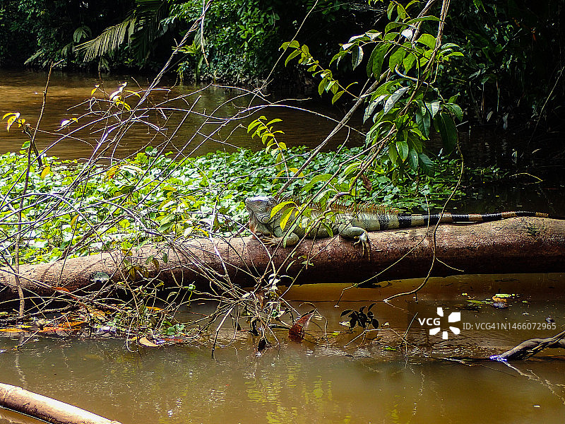 绿鬣蜥（Iguana iguana）图片素材