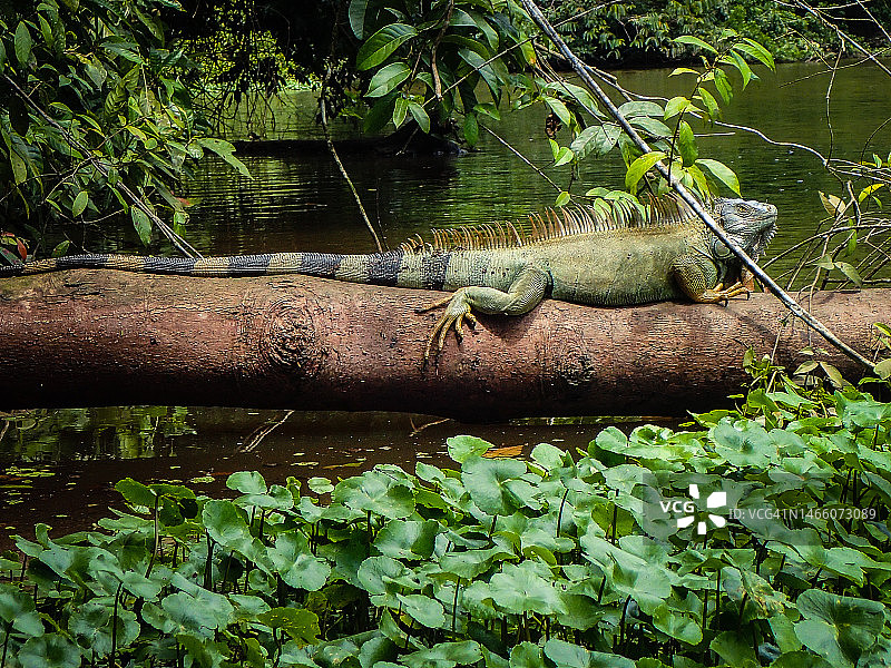 绿鬣蜥（Iguana iguana）图片素材