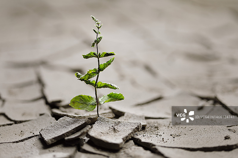干裂沙漠中的干燥植物图片素材