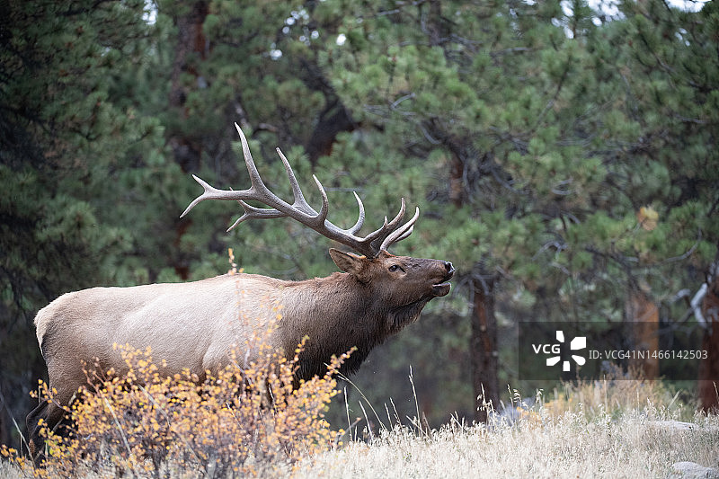 麋鹿的吼叫图片素材