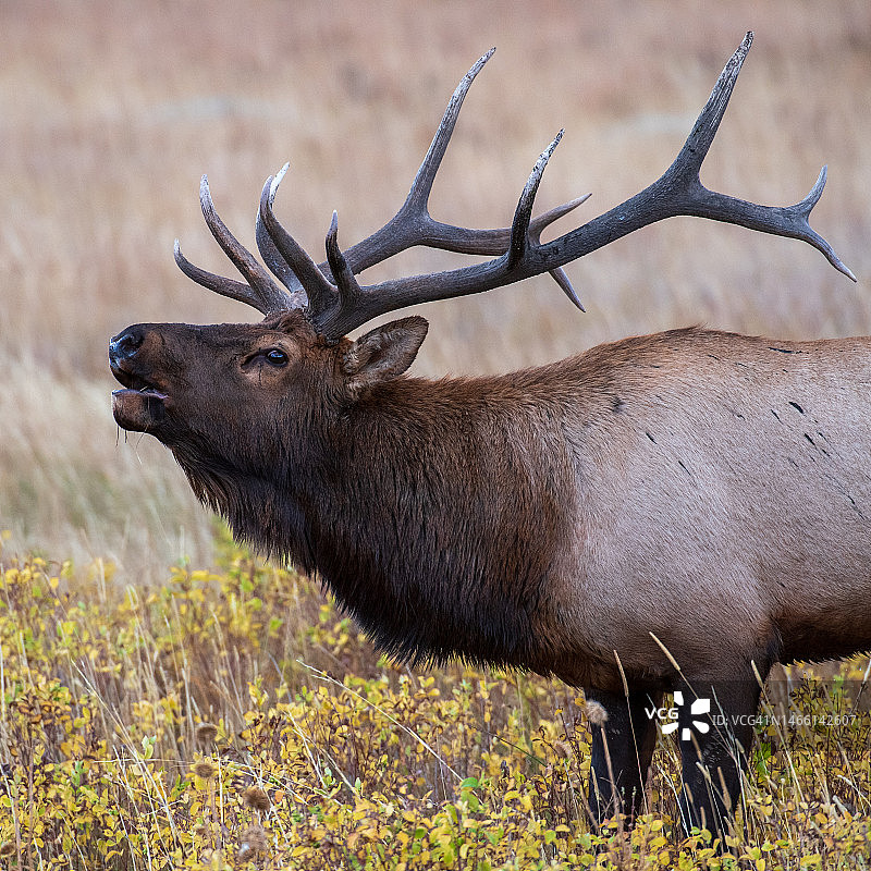 麋鹿特写图片素材