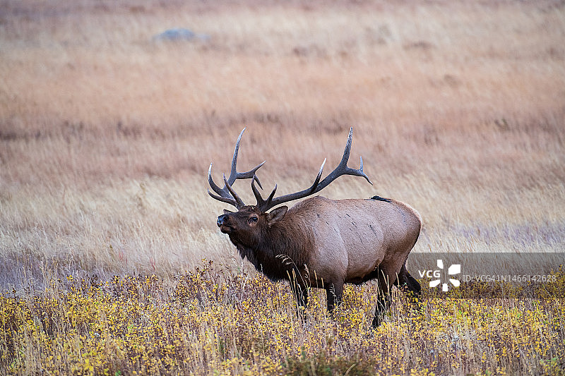 雄性麋鹿 - 秋色图片素材