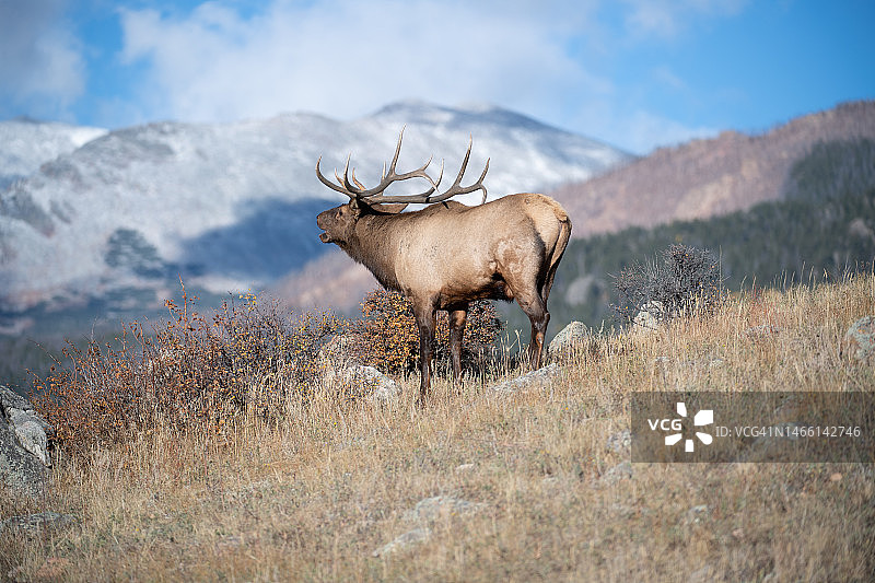 麋鹿鸣叫的山景图片素材