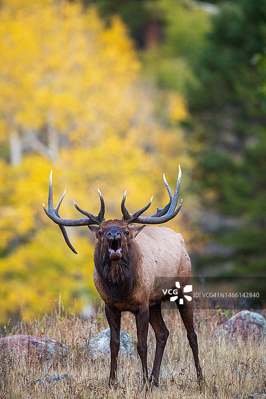 对着相机吹喇叭图片素材