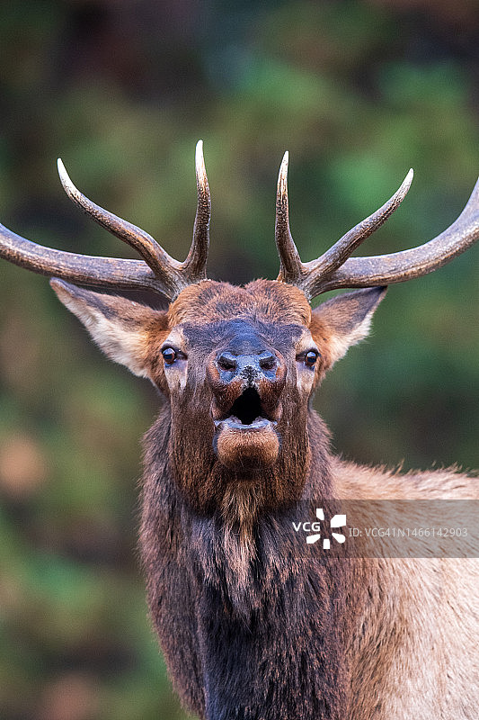 雄麋鹿的头像图片素材