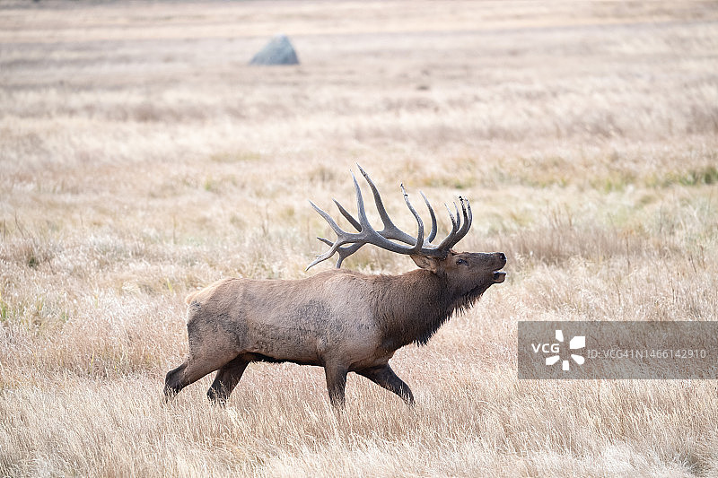 草地上的雄麋鹿图片素材
