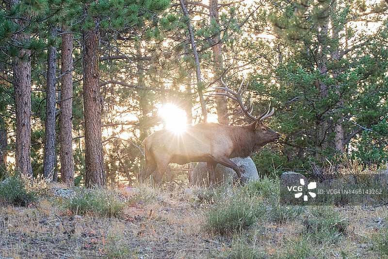 麋鹿星芒图片素材