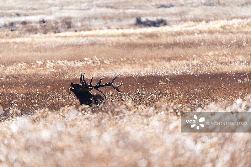 麋鹿的叫声图片素材