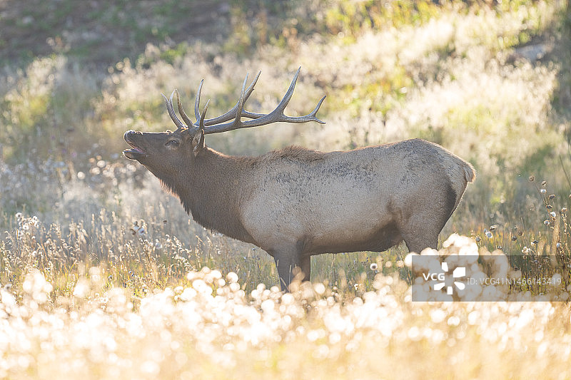 白色喇叭花图片素材