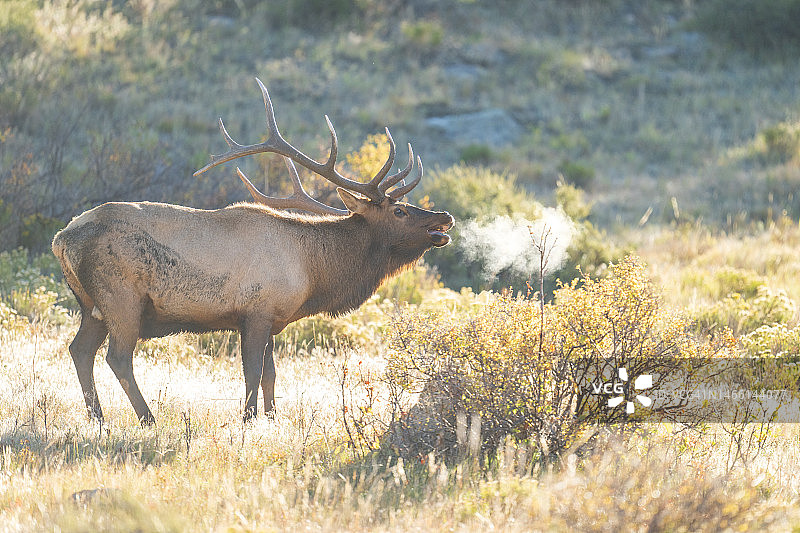 麋鹿呼气图片素材